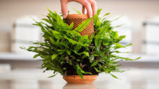 Terraplanter je revoluční květináč pro domácí pěstování květin pouze z vody